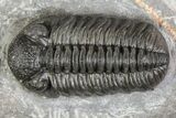 Adrisiops weugi Trilobite - New Phacopid Species #90030-6